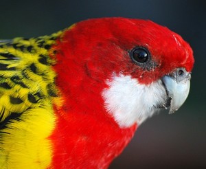 Eastern Rosella