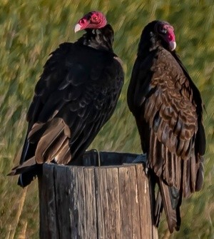 Nikon 6087 - Turkey Vultures - June 26  2025