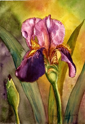 Garden Iris