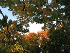 Tanya Antimirova Portfolio