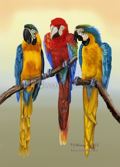 Macaws Hanging Out