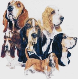 Basset Hound 