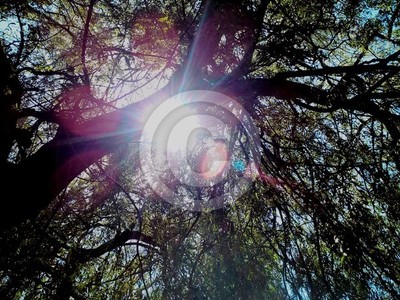 Sun through Willow tree