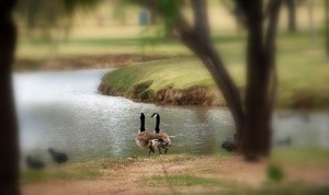 soft touch duck walk