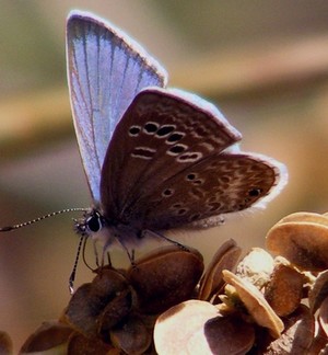 Silvery Blue Butterfly