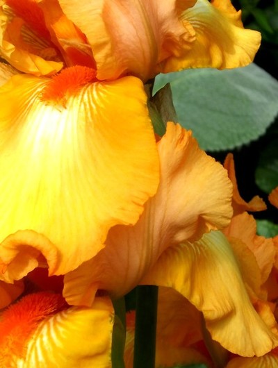 Golden Iris (Two)