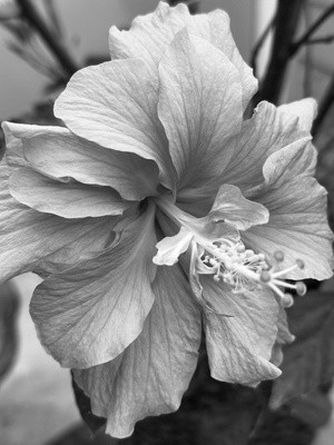 Hibiscus