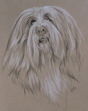 Bearded Collie