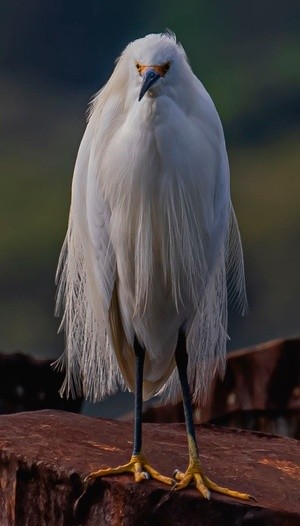Snowy Egret at Ferry Point - February 26  2026
