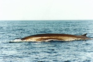 Minke Whale