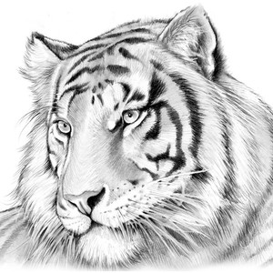 Tiger in Pencil