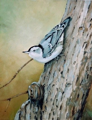 White Breasted Nuthatch 