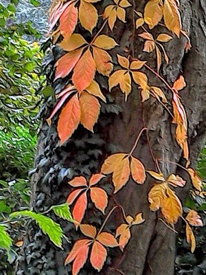 IVY AND VIRGIN CREEPER ON DARK TRUNK