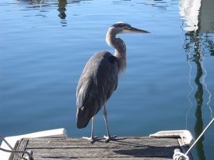 Granville Island heron