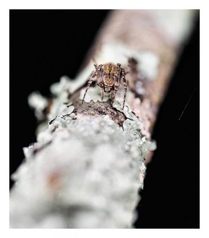 Red Banded Orb Weaver