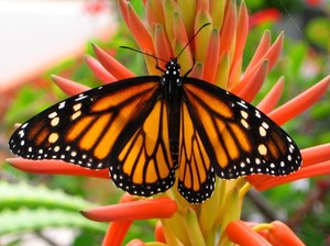 Monarch in my garden