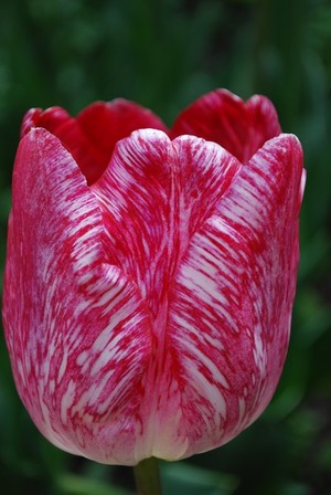 White & Red Tulip, Conservatory Garden, Bendigo