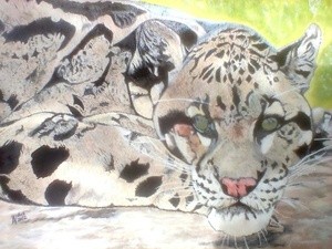 A rare Clouded Leopard
