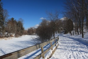 Forest Path