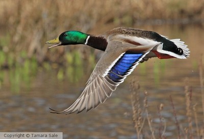 A Mallard Shows its Colours