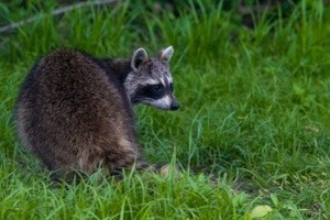 Bandit on the prowl