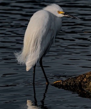 Egret at Bill Nichols Pond - July 12  2025