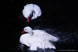 Coscoroba Swans P3452