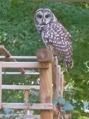 buddy hoot hoot