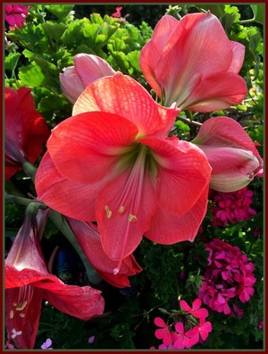 Amaryllis