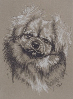 Tibetan Spaniel 