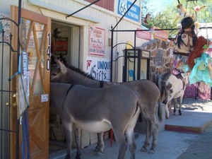 curious donkeys