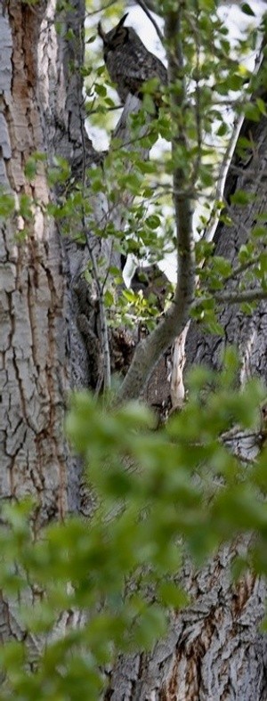 Owl and Owlet 