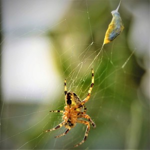 SPIDER AND ITS WRAPPED PREY ..