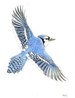 Blue jay