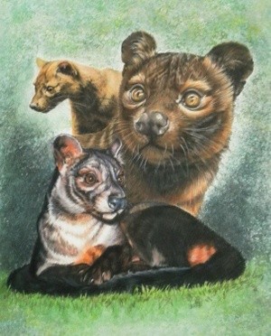 Fossa of Madagascar