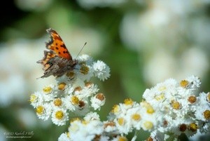 Comma Butterfly and Pearly Everlastings