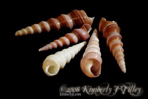 Mediterranean Sea Horns