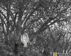 Ghost in the Tree