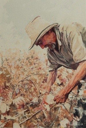 Harvesting cotton