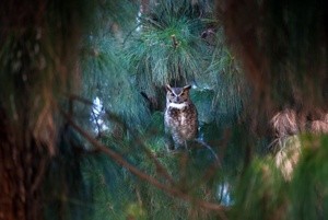 Owls in the 'hood