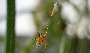 SPIDER AND ITS PREY ...