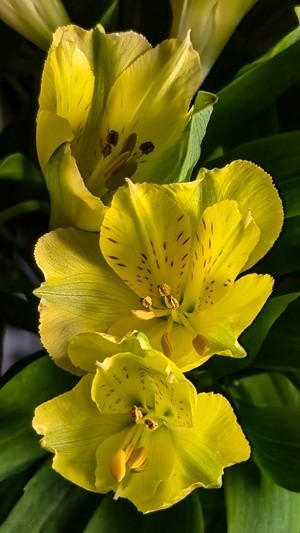 Lily v1 ss-5