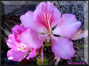 Nira Dabush Portfolio