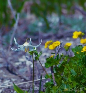 Avalanche Lily With Cinquefoils