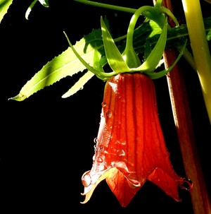 Canarian Bellflower