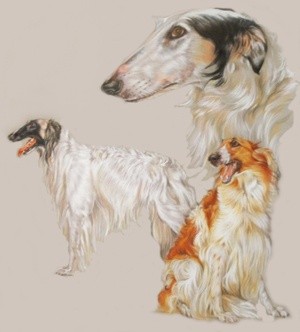 Borzoi 