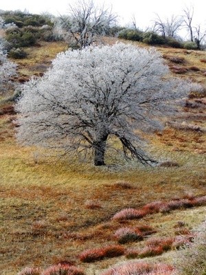 Landscapes
