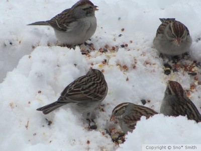 picnic in the snow