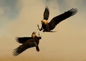 Eagles fight