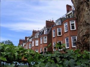 Nira Dabush Portfolio